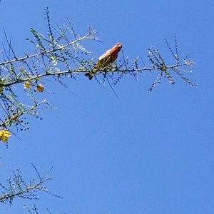 Meet your Posher, Iris